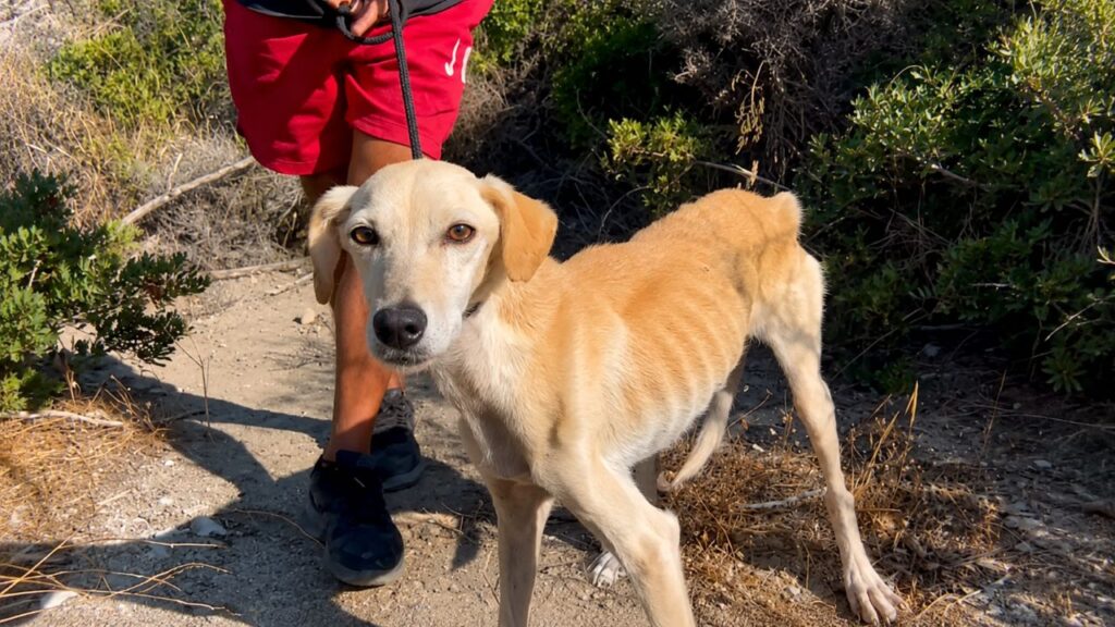 Cadela resgatada é encontrada muito magra sob arbustos e emociona com transformação