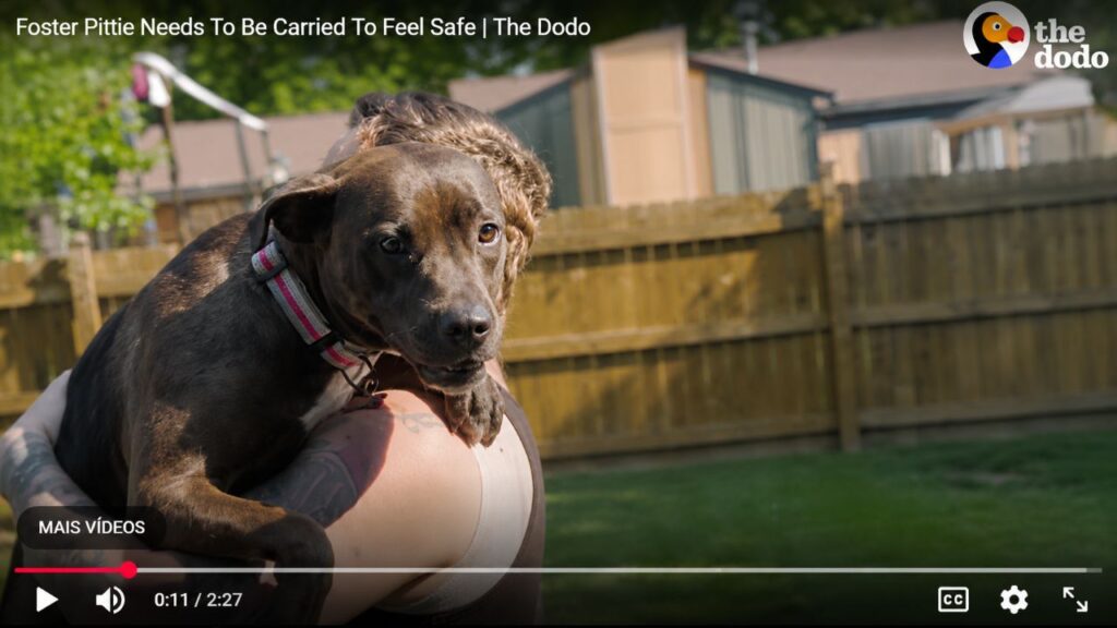 Cadela pitbull adotada precisa ser carregada para se sentir segura e conquista nova família