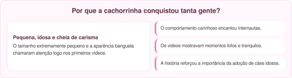 Cadela idosa, banguela e do tamanho de um hamster encanta a internet