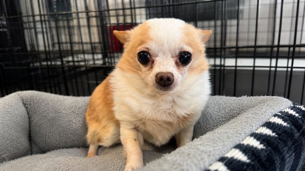Cadela idosa, banguela e do tamanho de um hamster encanta a internet