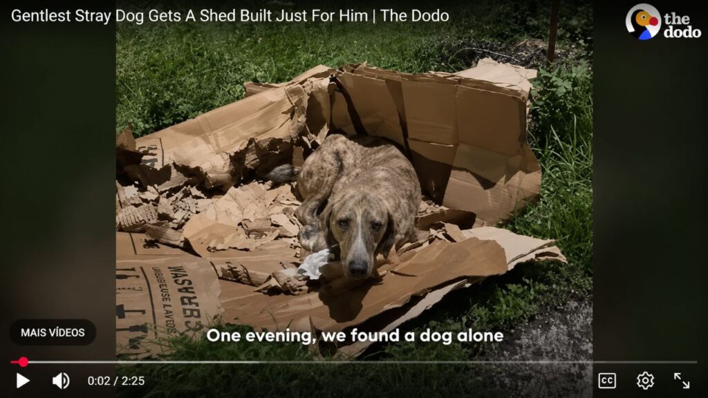 Cão de rua mais dócil recebe abrigo construído especialmente para ele