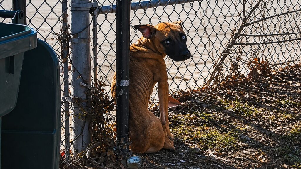 Cachorro amarrado à cerca em escola abandonada nunca perdeu a esperança de ser salvo