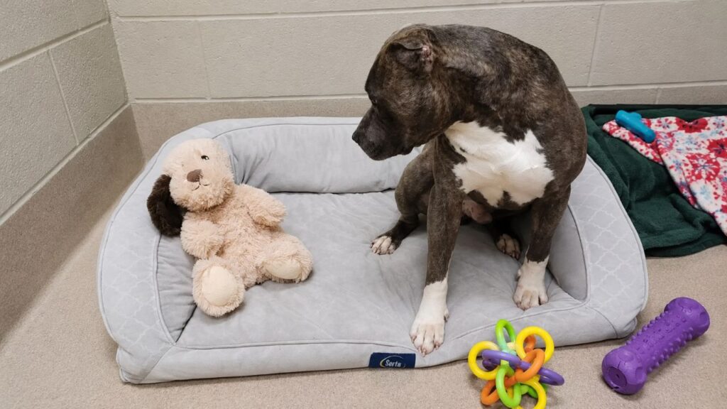 Cão de abrigo com orelha faltando deixa brinquedo igualzinho a ele