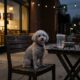 Pequeno poodle passa a noite toda no pátio do Starbucks esperando ser notado