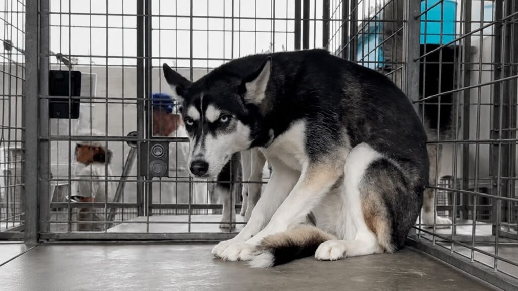 Husky abandonado por ser “demais” fica encolhido sozinho em abrigo