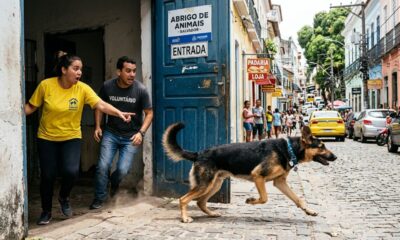 Cachorro destranca porta de abrigo e volta para sua antiga casa
