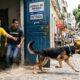 Cachorro destranca porta de abrigo e volta para sua antiga casa