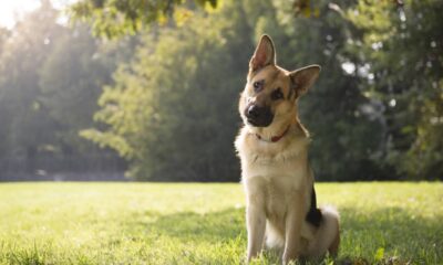 Estudo revela o motivo que faz cães inclinarem a cabeça e surpreende cientistas
