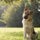 Estudo revela o motivo que faz cães inclinarem a cabeça e surpreende cientistas