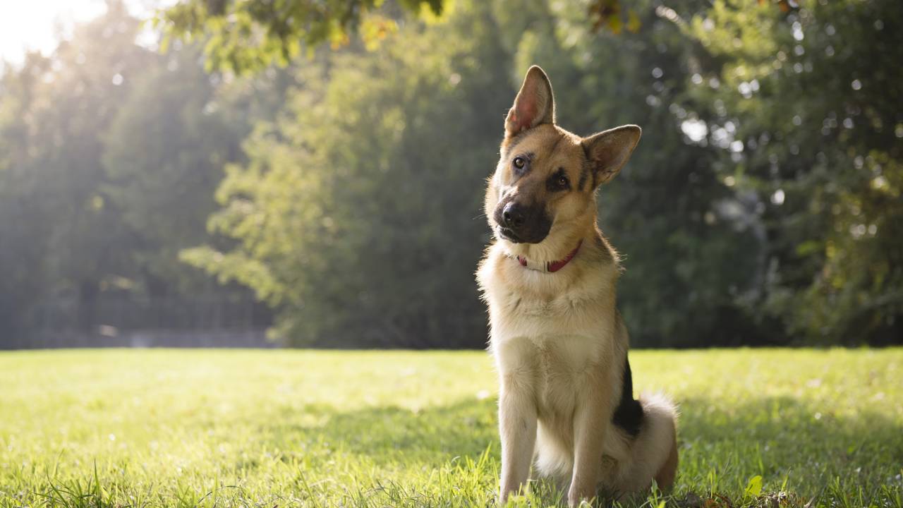 Estudo revela o motivo que faz cães inclinarem a cabeça e surpreende cientistas