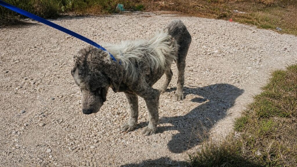 Cão fantasma que viveu anos nas ruas surpreende com transformação incrível