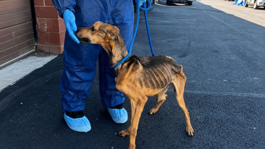 Cãozinho De 12 kg Se Recupera Com Carinho Após Ser Encontrado Em Estado Crítico