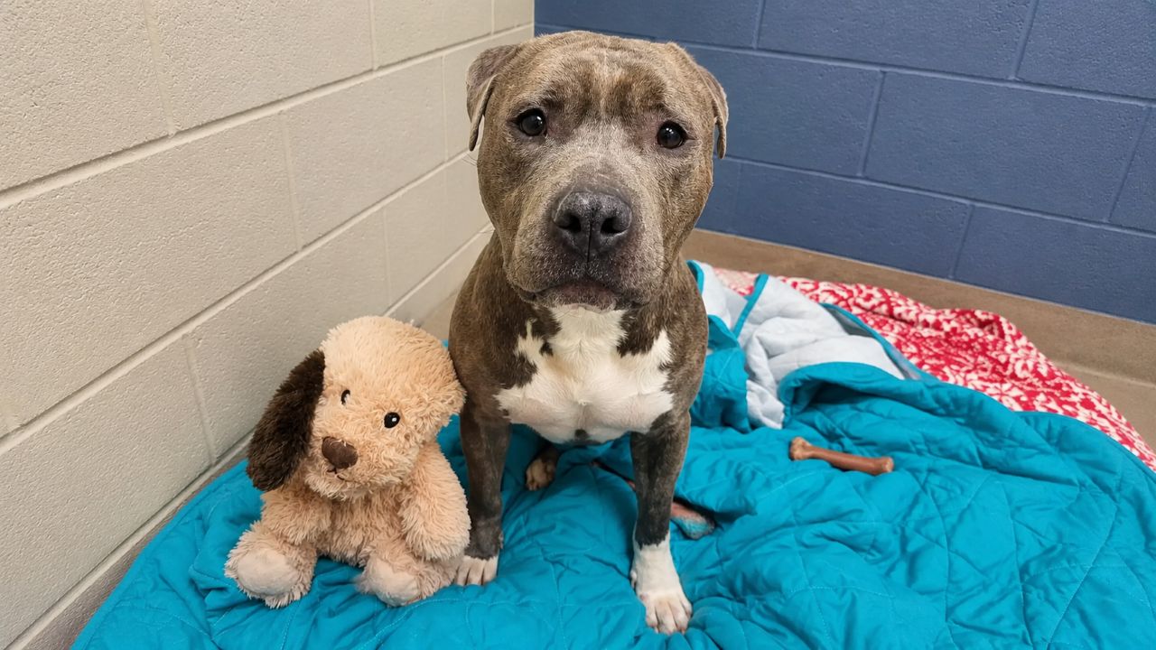 Cão de abrigo com orelha faltando deixa brinquedo igualzinho a ele