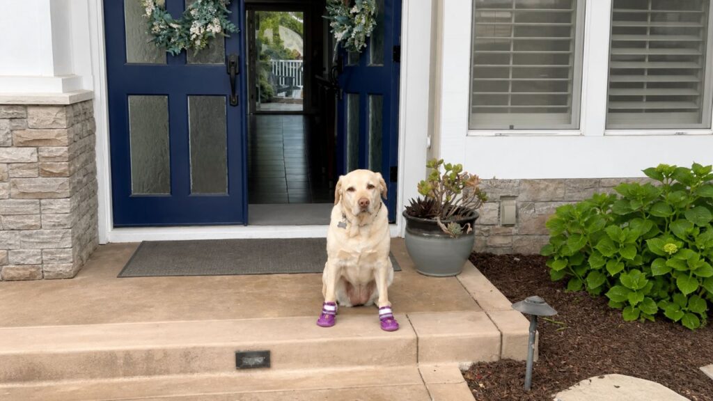 Campainha moderna garante que mulher não perca mais visitas do cachorro do vizinho