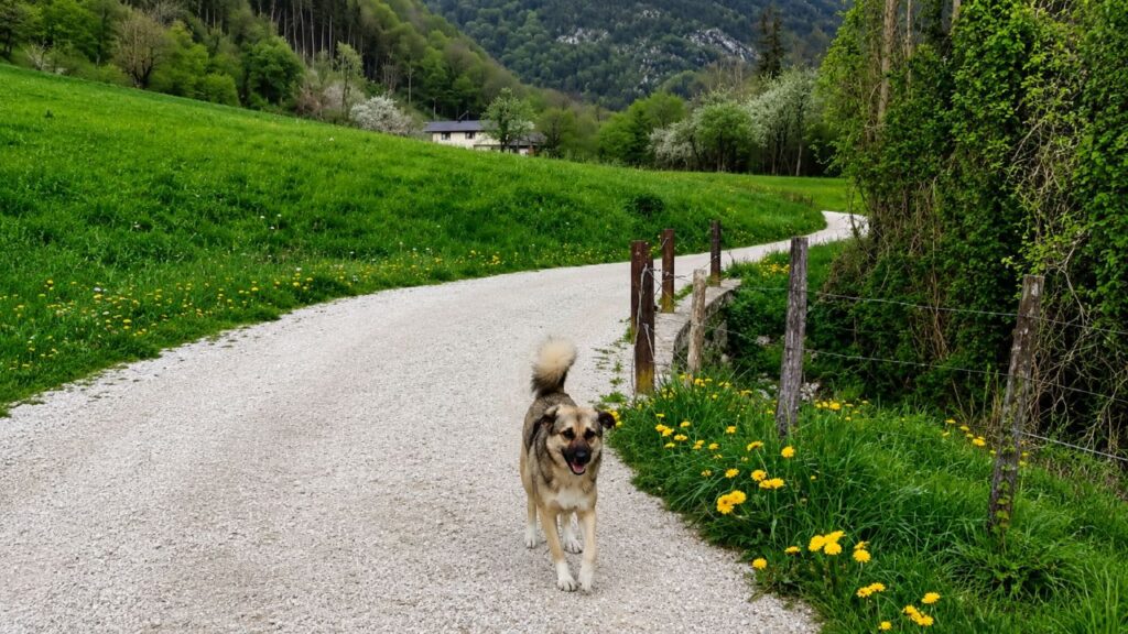 Cachorro segue caminhante na trilha e transforma sua vida