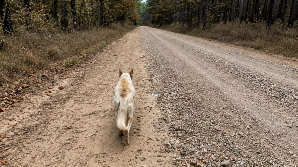 Mulher segue cachorro pela floresta e encontra filhotes escondidos