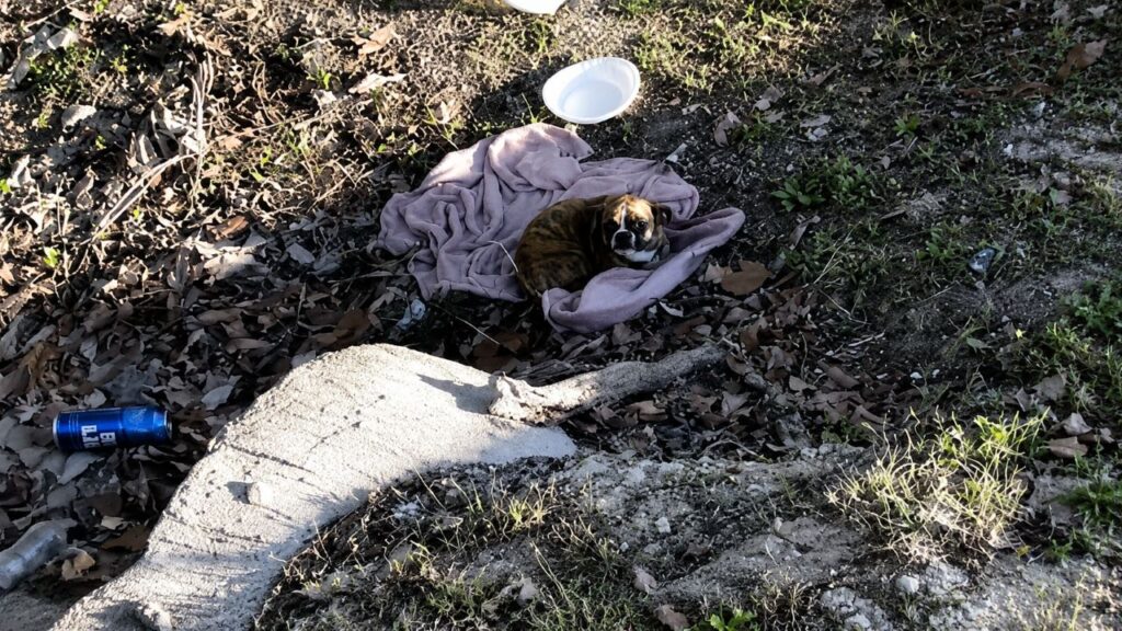 Cachorrinho tímido encontrado tremendo em vala ganha nova chance após resgate