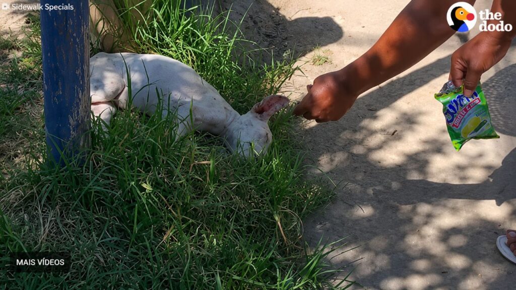 Cachorrinho solitário que não se mexia volta lentamente à vida