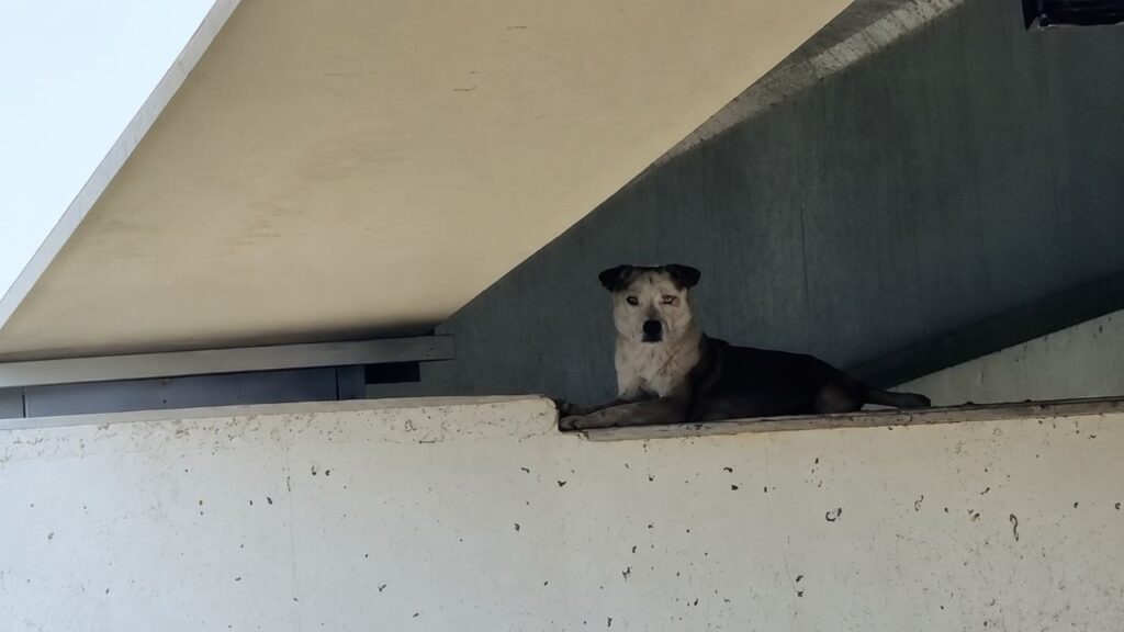Cadela de rua presa embaixo de uma ponte comove após resgate dos bombeiros