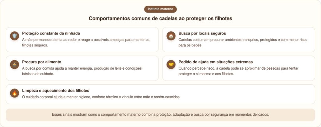 Mãe de cachorro de rua pede ajuda para salvar filhotes presos no subsolo