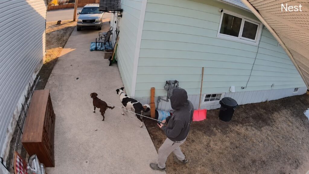 Um homem que passeava com seus cachorros viu um coelho correndo, e então entendeu a pressa