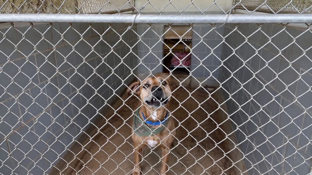 Cachorro adorável e sorridente emociona após mais de 2.500 dias em abrigo