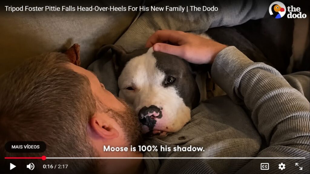 Tripod Foster Pittie se apaixona por sua nova família e emociona com sua recuperação