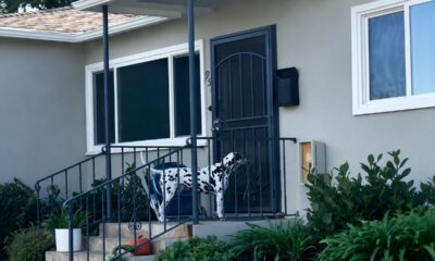 Cachorro aparece toda noite na casa do vizinho para dividir a refeição