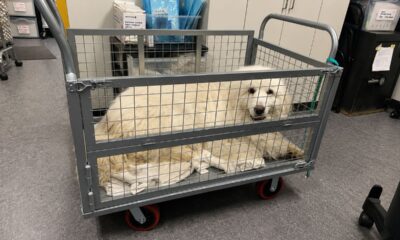 Cachorro resgatado ganha carrinho após desenvolver medo de pisos