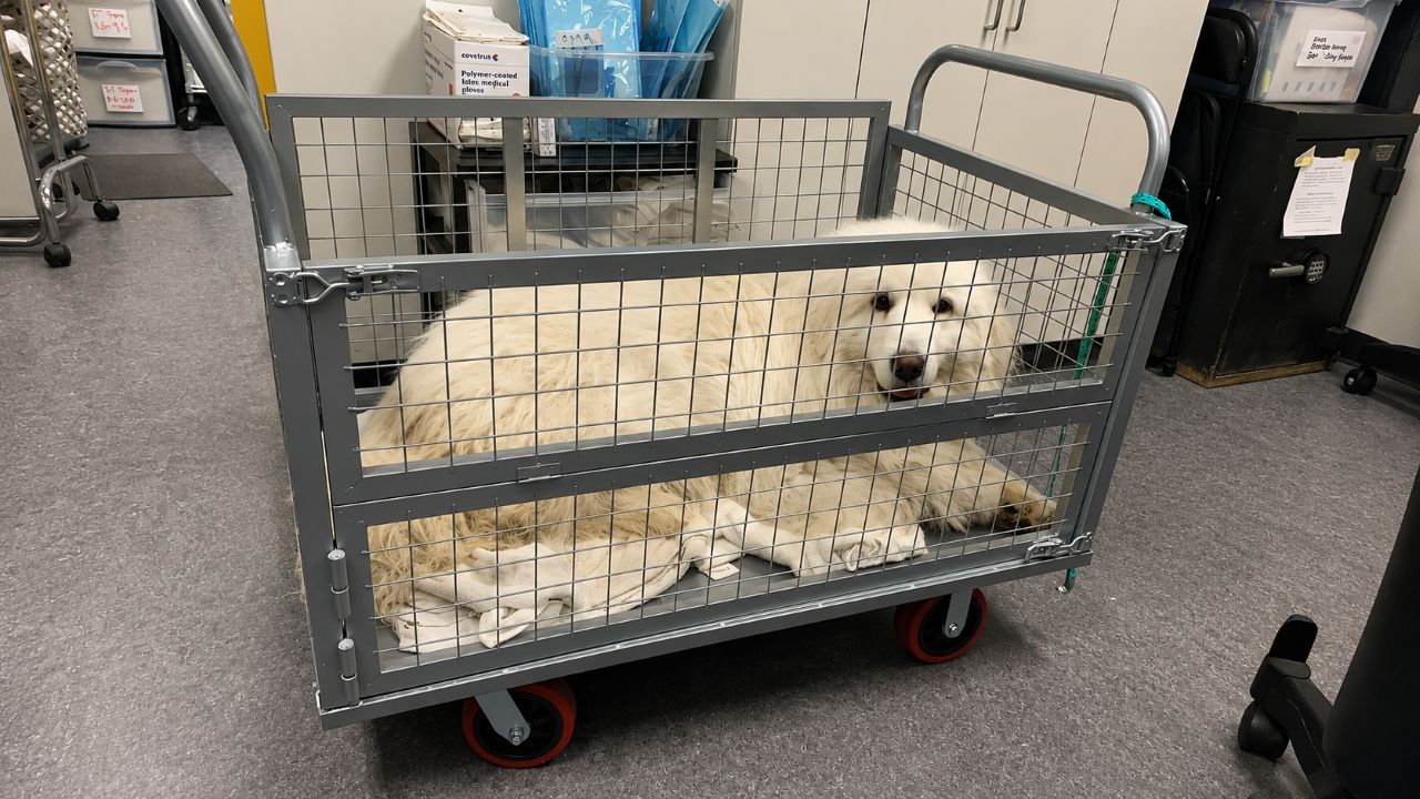 Cachorro resgatado ganha carrinho após desenvolver medo de pisos