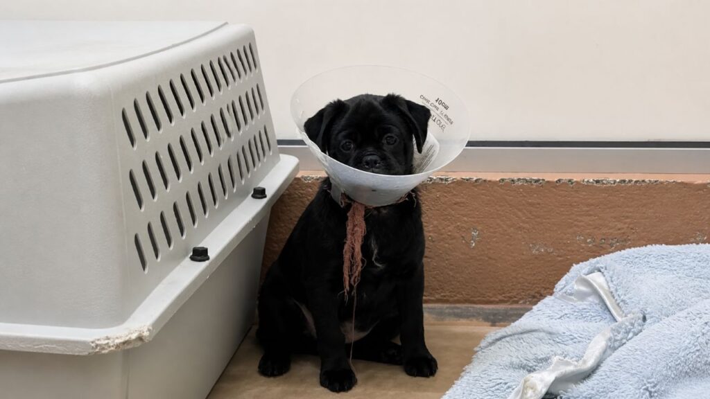 Filhote de cachorro fica sozinho e confuso em abrigo após toda a ninhada ser adotada