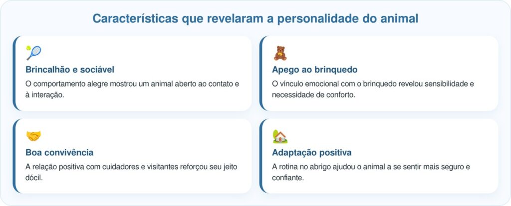 Cão de abrigo com orelha faltando deixa brinquedo igualzinho a ele