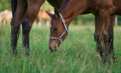 Nova descoberta sugere que relação entre humanos e cavalos começou há mais de 6 mil anos