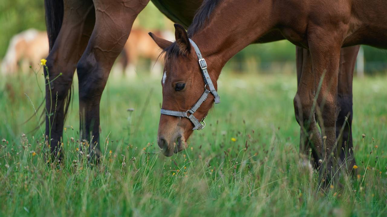 Nova descoberta sugere que relação entre humanos e cavalos começou há mais de 6 mil anos