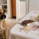 Alguns alimentos comuns para humanos podem ser perigosos e até tóxicos para cães