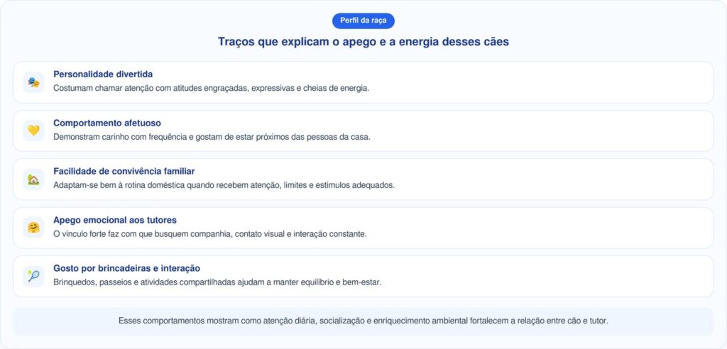 Bulldog idoso surpreende tutores com energia de filhote brincalhão
