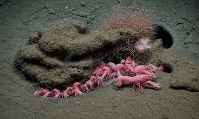 Cientistas descobrem animal raro rosa Barbie em cânion subaquático profundo