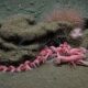 Cientistas descobrem animal raro rosa Barbie em cânion subaquático profundo