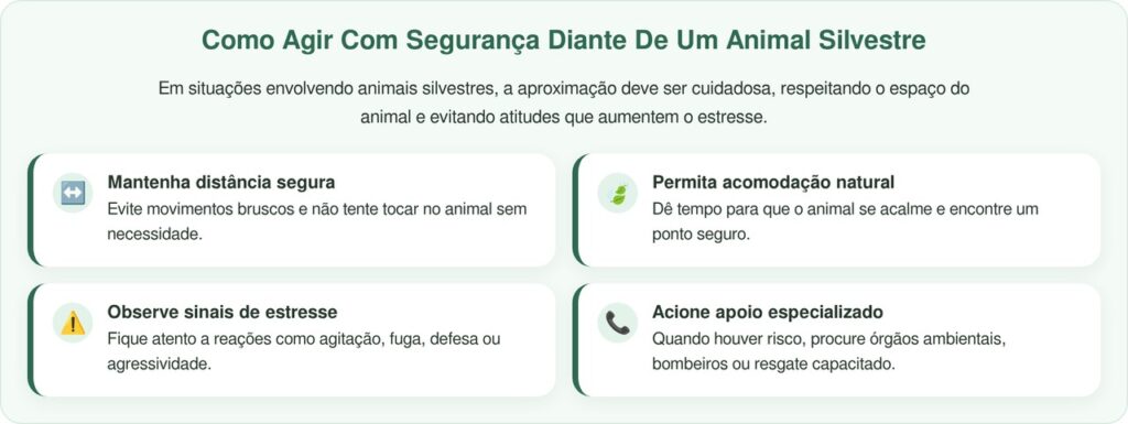 Iguana Nada Até Praticante De Stand-Up Paddle E Busca Ajuda Em Cena Inusitada