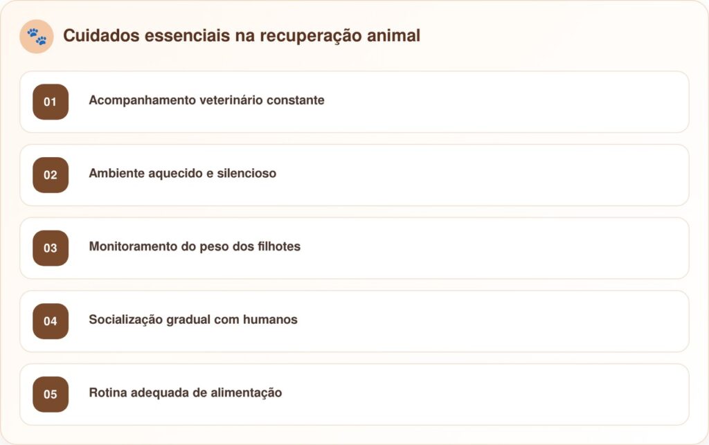 Gata chega ao abrigo com 1 filhote e acaba cuidando de 7