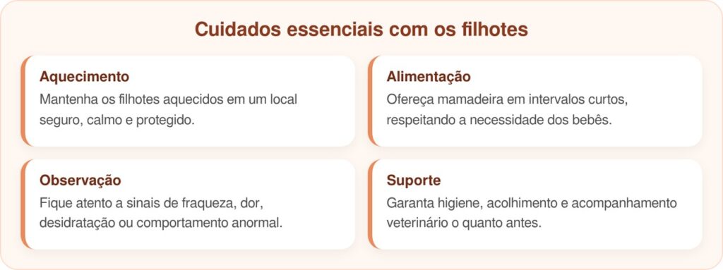 Professora faz descoberta emocionante em caixa abandonada a caminho do trabalho