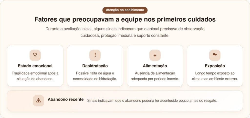 Mulheres avistam um clarão branco nos arbustos e descobrem um cachorro amarrado