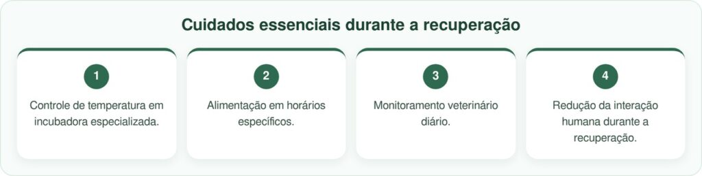 Filhote de gavião do tamanho da palma da mão é encontrado no chão por equipes de resgate