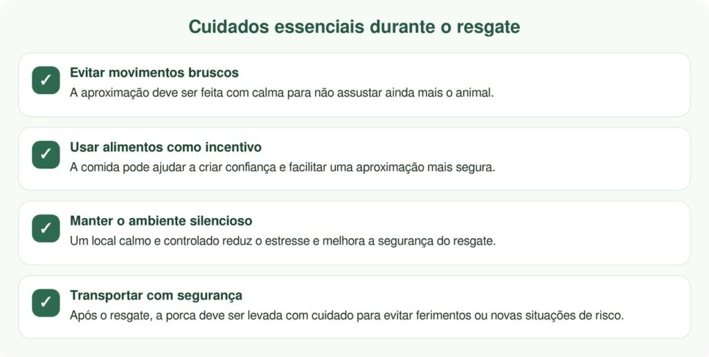 Resgatadora encontra porca abandonada em ferro-velho e salva animal com batatas fritas
