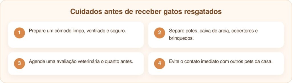 Treze gatinhos em caixas da Amazon emocionam com história de lar temporário