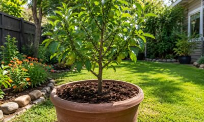 O cuidado com o solo pode fortalecer frutíferas antes dos primeiros frutos