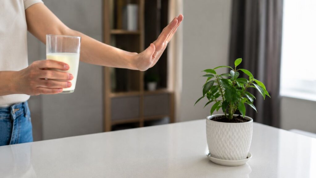 O leite não deve ser usado como adubo comum em vasos e hortas caseiras