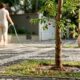 Duas pessoas regam árvores jovens em calçada de paralelepípedos, com uma frutífera em primeiro plano.