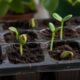 Como germinar sementes de maneira fácil e rápida com métodos simples para começar o cultivo