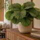 A calathea virou planta queridinha para deixar ambientes internos mais bonitos e aconchegantes